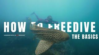 HOW TO FREEDIVE | The Basics, Gear & Techniques