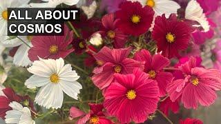 Why You Should LOVE Cosmos Flowers (and 4 Favorite Varieties) 🫶