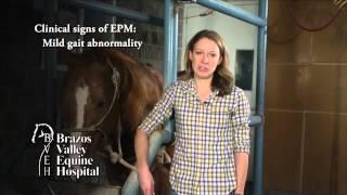 EPM / Equine Protozoal Myeoloencephalitis in Horses