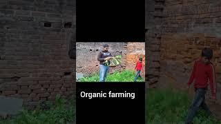 Organic Farming farmhouse vlog ghar ki sabji #farming #organicfarming #shorts