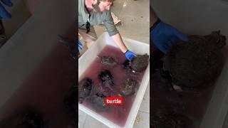 Crazy Turtle Rescue from Africa