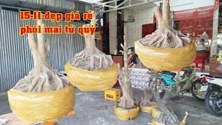 Phôi Mai Tứ Qúy Đế Xổ Giá Mềm 0855721925 Anh Hưng | Tứ Qúy Miệt Vườn