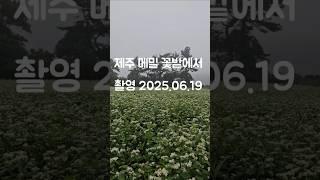 제주 메밀 꽃 밭에서, 한라산 아래  첫마을