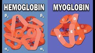 HEMOGLOBIN AND MYOGLOBIN BIOCHEMISTRY