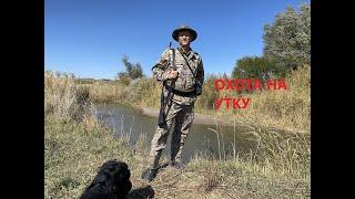 Охота на утку, охота с собакой. Первая охота Бима.