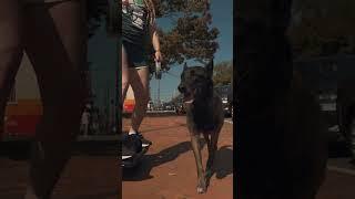 One Wheeling | Dog Training