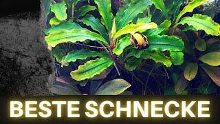 Beste Schnecke fürs Aquarium | Algenfresser für algenfreies Aquarium | Schnecken im Aquarium halten