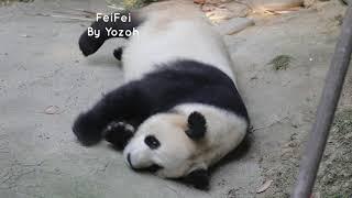 FeiFei妃妃 DuJiangYan Panda Park都江堰熊猫乐园