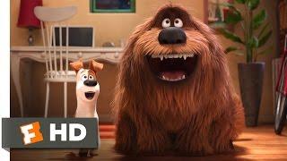 The Secret Life of Pets - The Owners Return Scene (10/10) | Movieclips