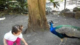 Peek-a-boo Mr Peacock!