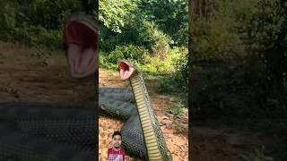 Giant Anaconda Chase - PART 1  #shorts #snake @RunFunTV