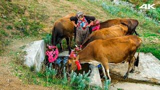 Migration from Kadırga - 50 Years of Highland Love | Documentary