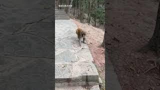 Smart monkey taking cover #viralvideo #shorts #shortvideo #subscribe #youtubeshorts #funny #love