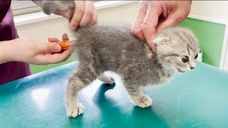 Kitten Lulu screams at the hospital for the first time!