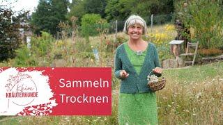 Kleine Kräuterkunde: Sammeln & Trocknen | Ruth Pfennighaus