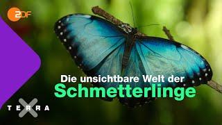 Vier Fakten über Schmetterlinge | Terra X plus