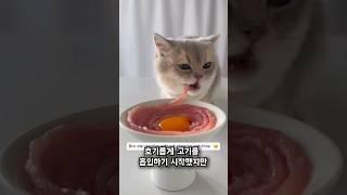 고양이 먹방계의 1티어 클라스