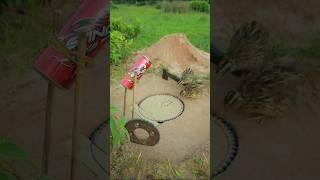 Unique Bird Trap Technique easy - quail trap #shorts #shortvideo #youtubeshorts