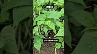 초보농부의텃밭#강낭콩#호랑이콩#수확