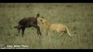 Lioness of the Black Rock hunting an isolated buffalo calf - Maasai Mara Kenya 2023 03 26 Full Chase