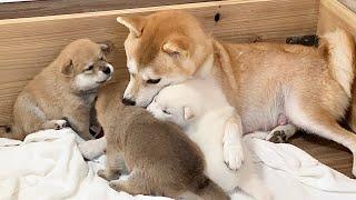 【柴犬 子犬】眠れない夜に子犬の癒しを