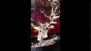 Bonsai wiring the Feb Pine