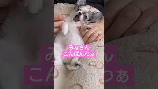 すぐ寝るよ #shorts #チワワ #子犬