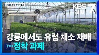 강릉에서도 유럽 채소 재배…정착 과제 / KBS  2025.06.10.