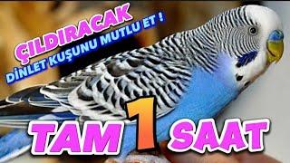 1 HOUR of Budgerigar Sounds - Listen, Make Your Bird Happy, Your Bird Will Love These Sounds!