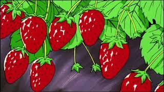 Strawberry 