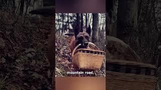 Dog's Heartwarming Journey: Bringing Noodles and Joy to Grandma