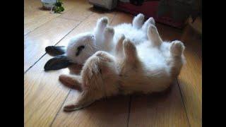 Cute Bunny 2022 FULL HD clips completions FUNNY VIDEO moments picture images