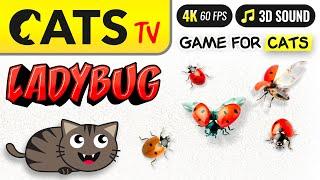 CATS TV -  Realistic 3D Ladybug  Flying and running 4K [3 HOURS] GAME FOR CATS