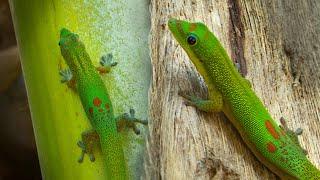 Gold Dust Day Geckos - Facts & Info