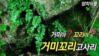 퍼니의 양치식물, 거미야? 꼬리야? 거미꼬리고사리, Asplenium castaneoviride Baker