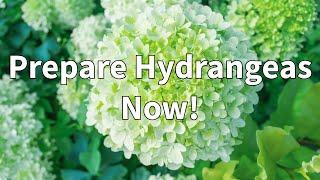 Start Preparing Hydrangeas For Winter In Cold Climates Now!