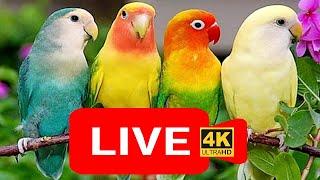 Love bird live stream for cats | love birds sounds | Lovebird Singing & Chirping | cat tv,