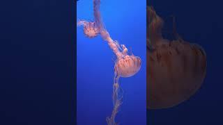 Lion's Mane Jellyfish (Cyanea capillata)