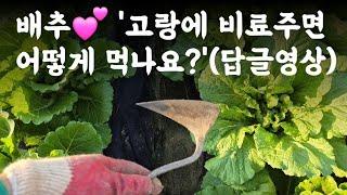 배추 고랑에 비료 주면 어떻게 먹나요?(답글영상) 그래서 호미를 잡았습니다