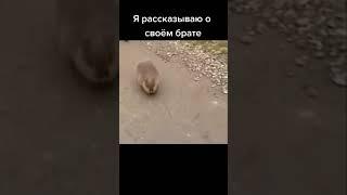 #брат #бобр #бобёр