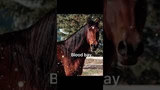 Blood bay