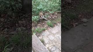 Colorful Journey of Baby Monkey.Funny Life of Baby Monkey in the Forest, Playful Baby Monkey #73