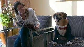 National Work Like a Dog Day with Simantel