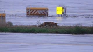 Wilde Jagd am Flughafen: Foxybrown, der Fuchs, hautnah auf dem Vorfeld! - Faszination Flughafen