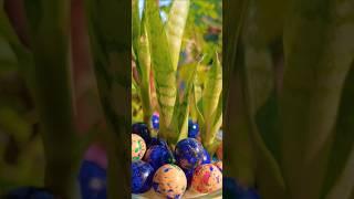 SNAKE PLANT DIY #shorts #viral #viralvideo #trending #DIY #ytshorts #shortsfeed #shortsviral #garden