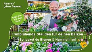 Frühblühende Stauden für deinen Balkon - So lockst du Bienen und Hummeln an!