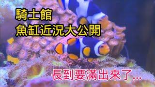 【藍箱水族】 騎士館重機部品店 魚缸近況分享！