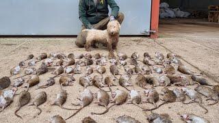 80 rats destroyed in fast action ratting with terriers