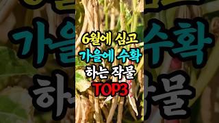 6월에 심고 가을에 수확 하는 작물 TOP3