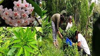 Plucking tea leaves. Sikkim mom's vlogs